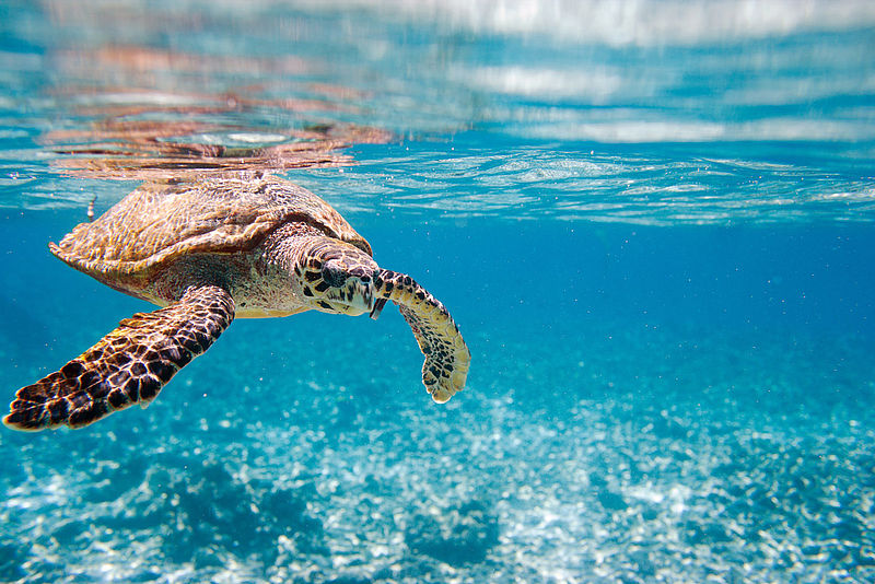Schildkröten beim Schnorcheln bei einem Yachtcharter auf den Seychellen