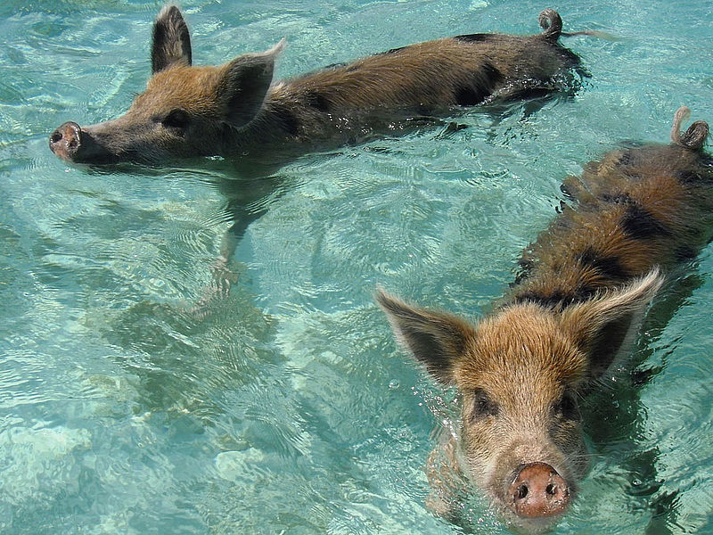 Schweine in den Bahamas