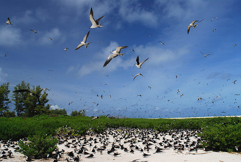Vogelkolonie auf Bird Island