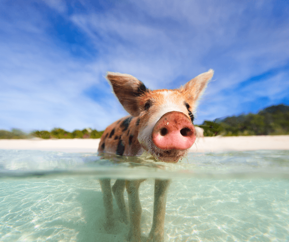 Schwein im kristallklaren Wasser auf den Bahamas