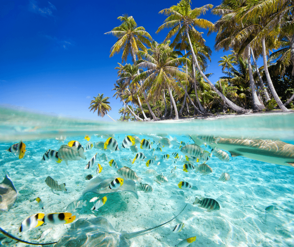 Bunte Fische im kristallklaren Meer der Malediven mit Blick auf Palmen