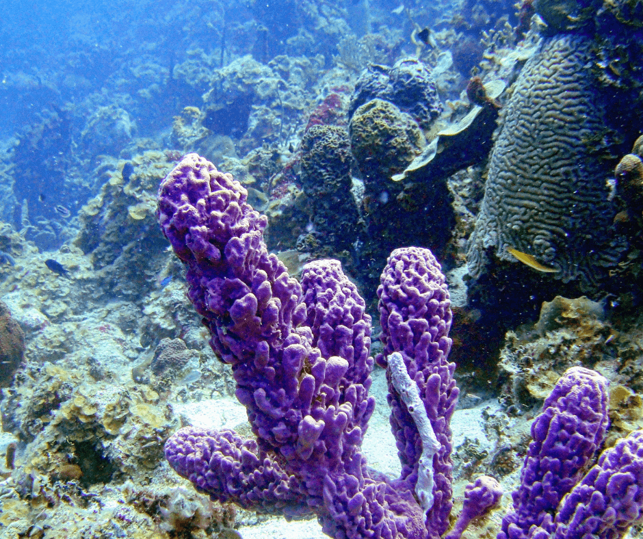 Buntes Korallenriff mit einer großen lilafarbenen Koralle in der Mitte und kleinen Fischen im Hintergrund