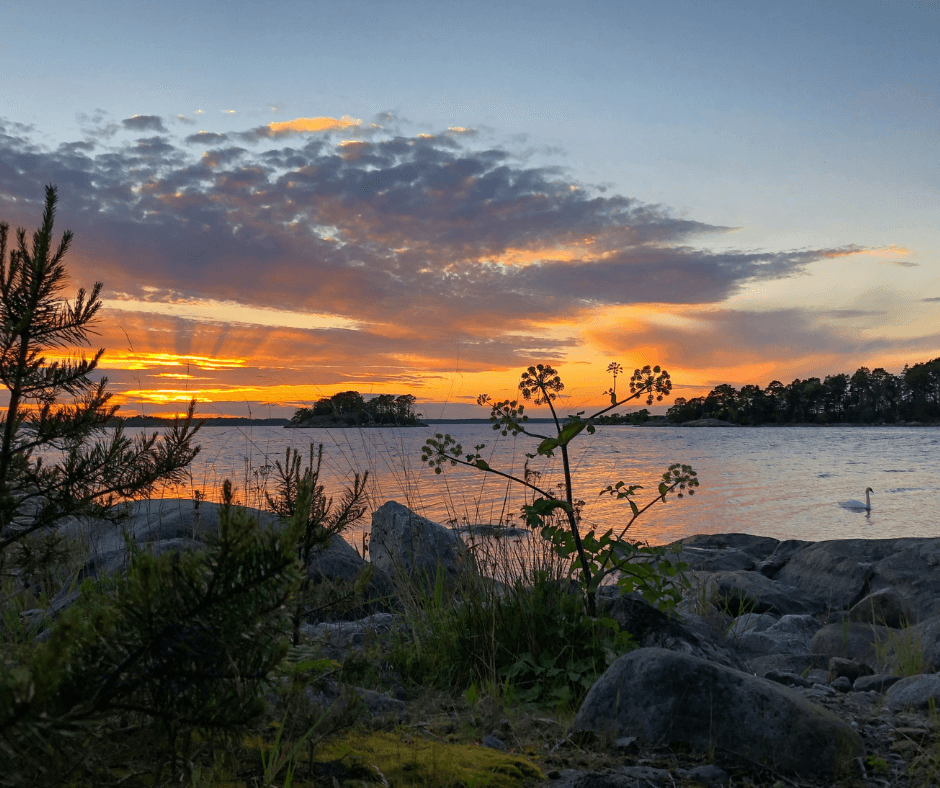 Schwedische Schären in Vaxholm bei Sonnenuntergang und einem Schwan im Wasser