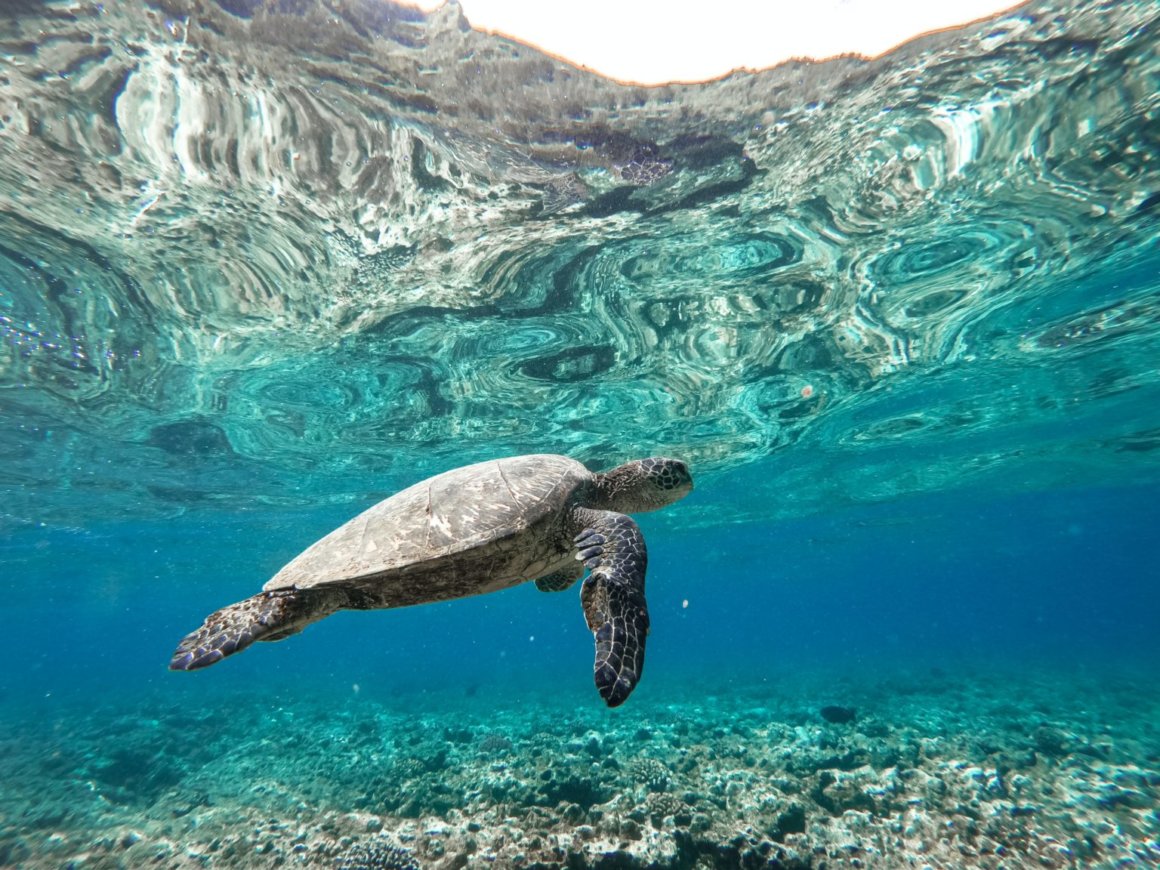 Eine Meereschildkröte gleitet durch das kristallklare Wasser vor Menorca