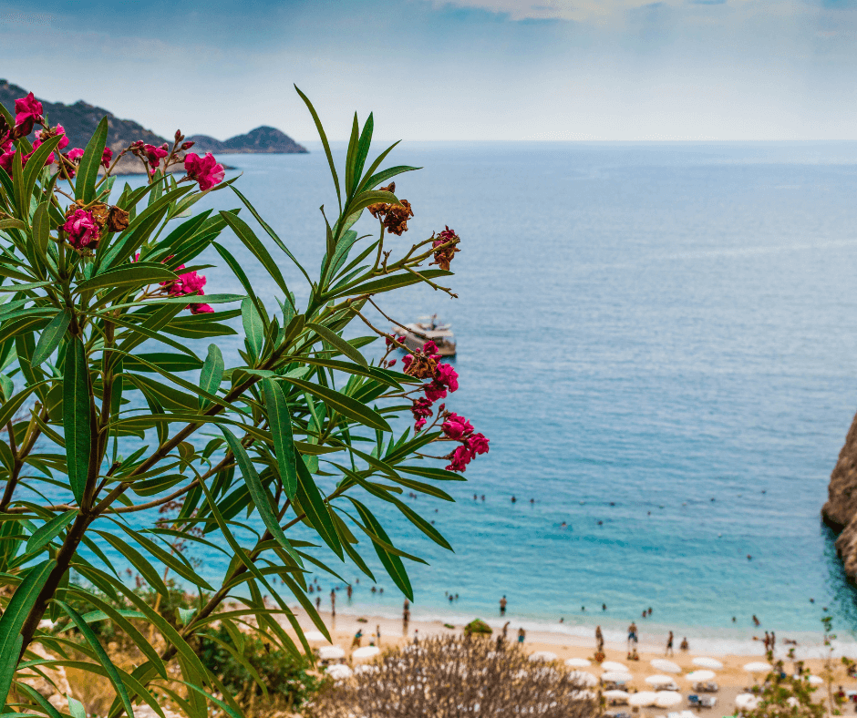 Pinke Blumen an der Küste eines Strandes in der Türkei mit dem Meer und dem Sandstrand im Hintergrund während verschiedene Menschen sich am Strand sonnen und im blauen Meer baden