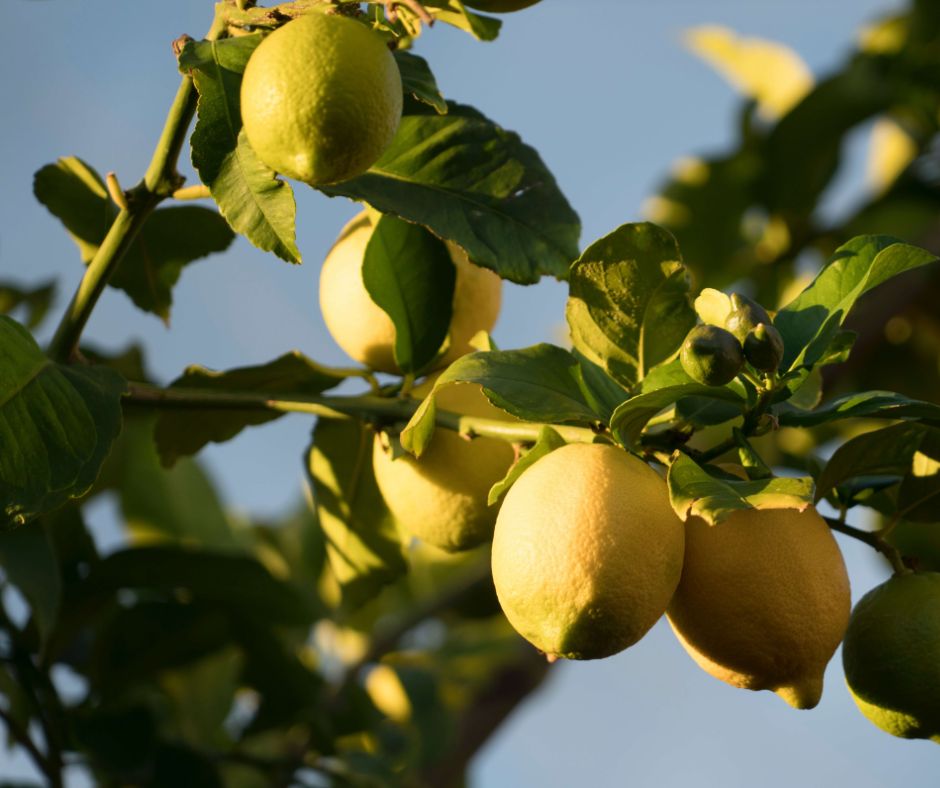 Großaufnahme von Zitronen, die an einem Baum hängen. 