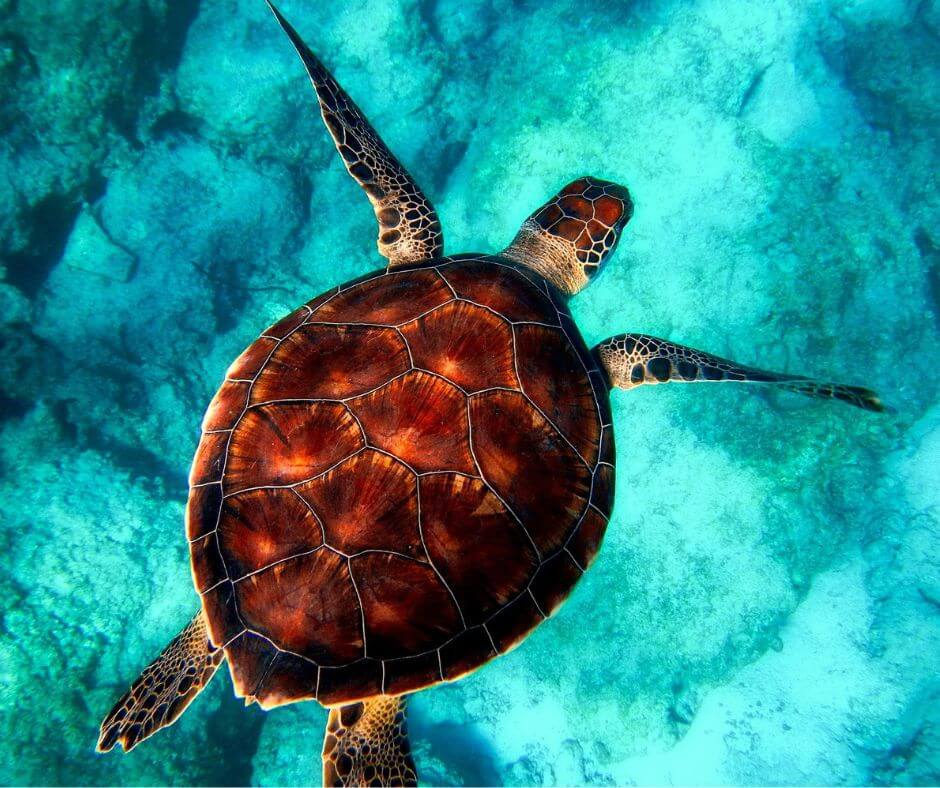 Eine Schildkröte in türkisblauem Wasser.