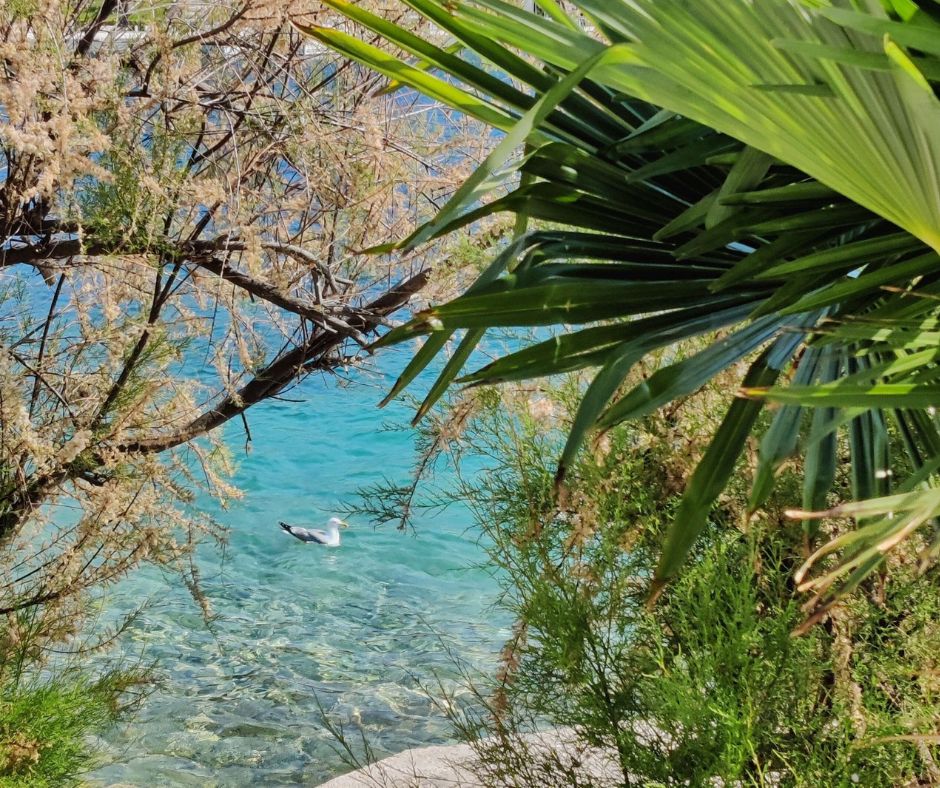 Ausblick auf das Meer zwischen Palmen und Sträuchern hindurch. auf der kristallblauen Wasser schwimmt gerade eine Möwe.