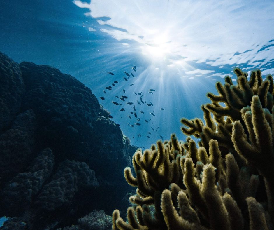 Unterwasseraufnahme links und rechts im Bild sind Korallenriffe, in der Mitte oben die Sonne, die auf einen kleinen Fischschwarm einstrahlt.