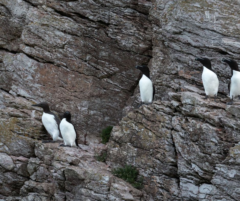 Fünf schwarz-weiße Lummen sitzen in einer Felswand.