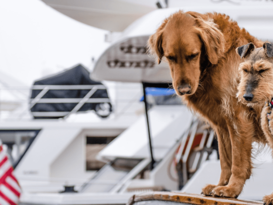 Segeln mit Hund - 2 Hunde an Bord im hafen