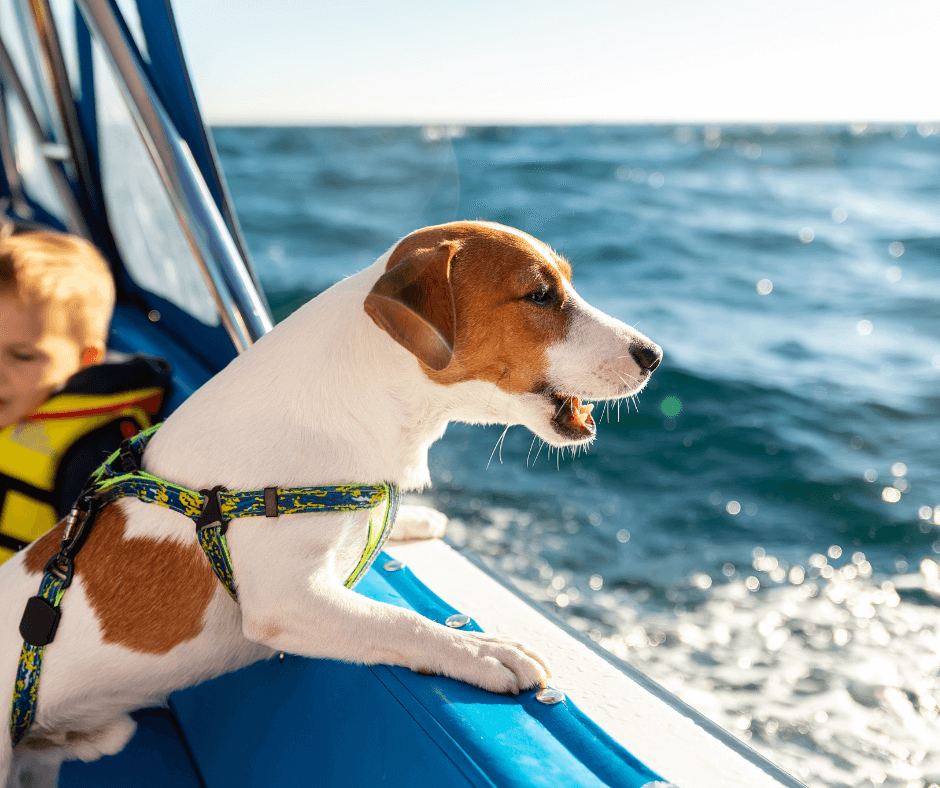 Segeln mit Hund- Hund am Genießen an Bord